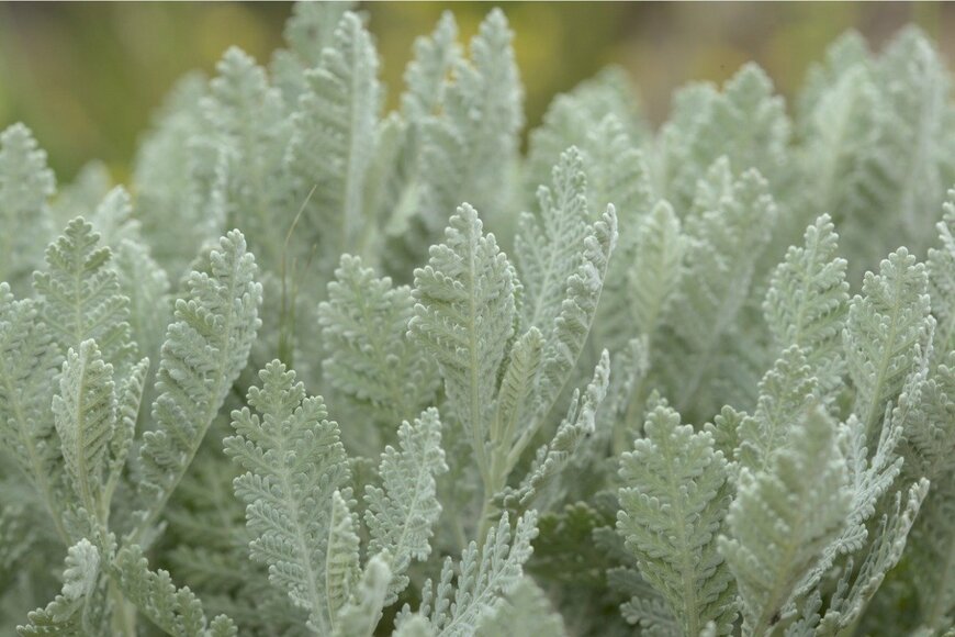 シルバーリーフ　tamara_kulikova/istockphoto.com