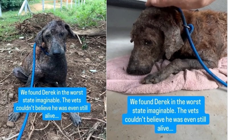 出所：@niall.harbison