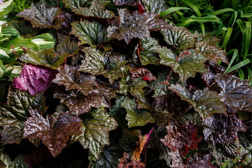 ヒューケラ　Olga Bungova/istockphoto.com