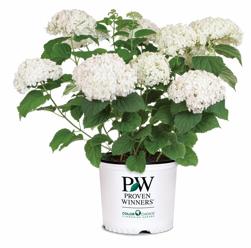 出所：PROVEN WINNERS（R）公式　アナベル　プティクリーム