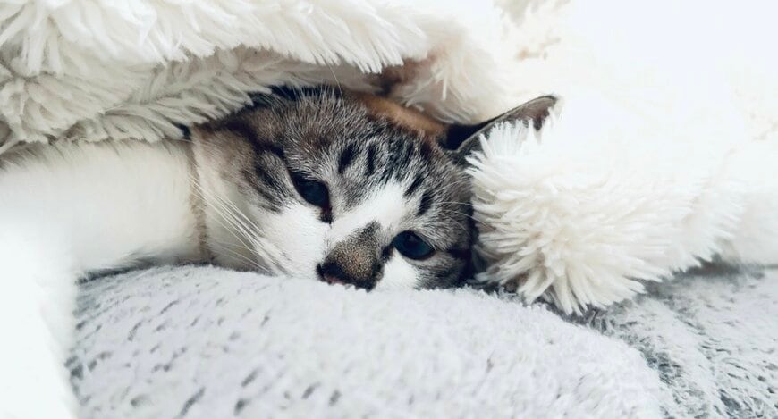 出所：@piennekomint