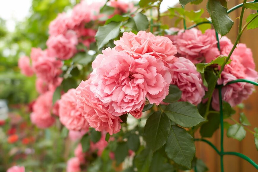 Irene Fox/shutterstock.com