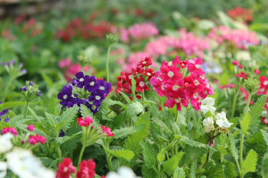 【ガーデニング】春らんまんの庭に迎えたい「主役級にカワイイ花々」7選