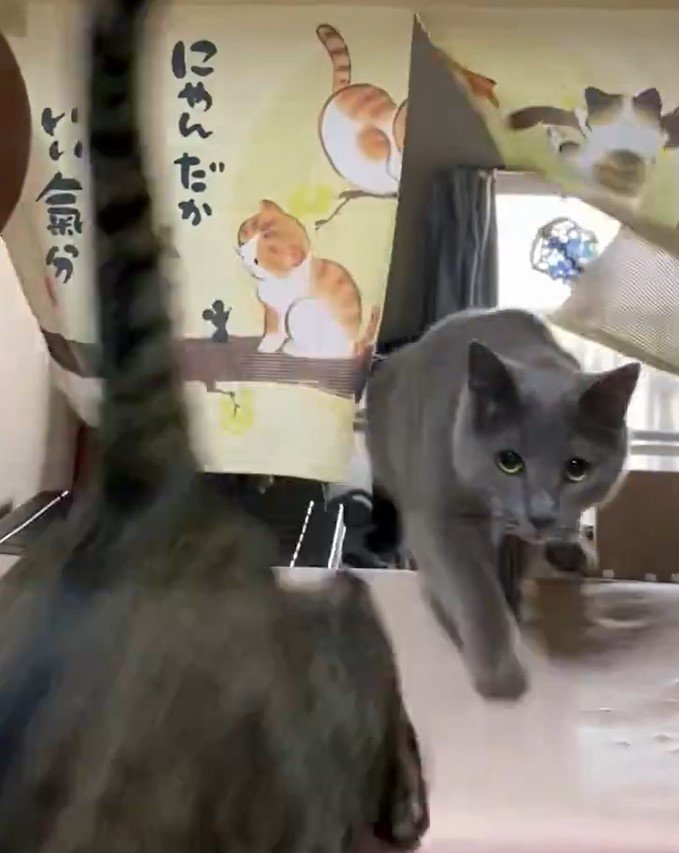 猫柄の暖簾から猫