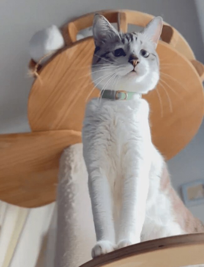 90度首をかしげる猫