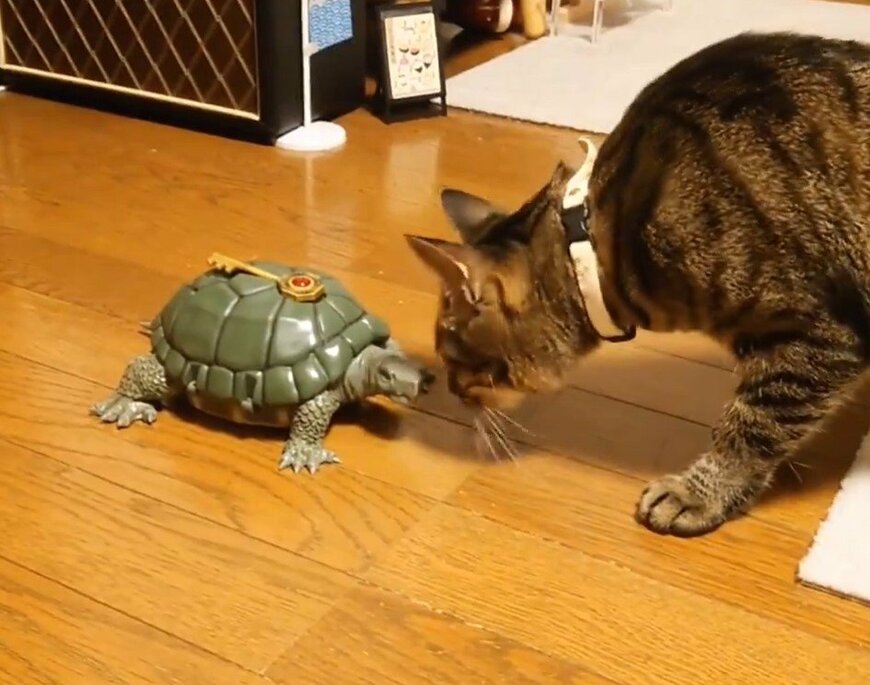 亀と猫