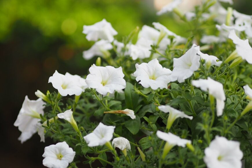 白いペチュニアの花が咲いている