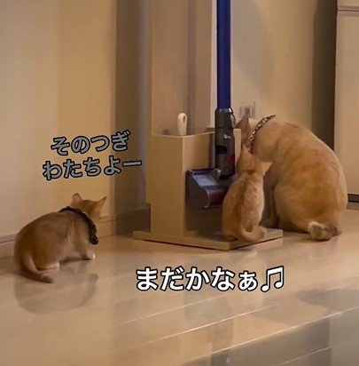 2度見する猫