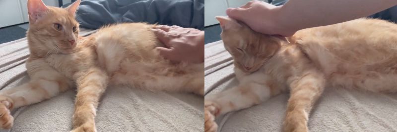 投稿動画のワンシーン