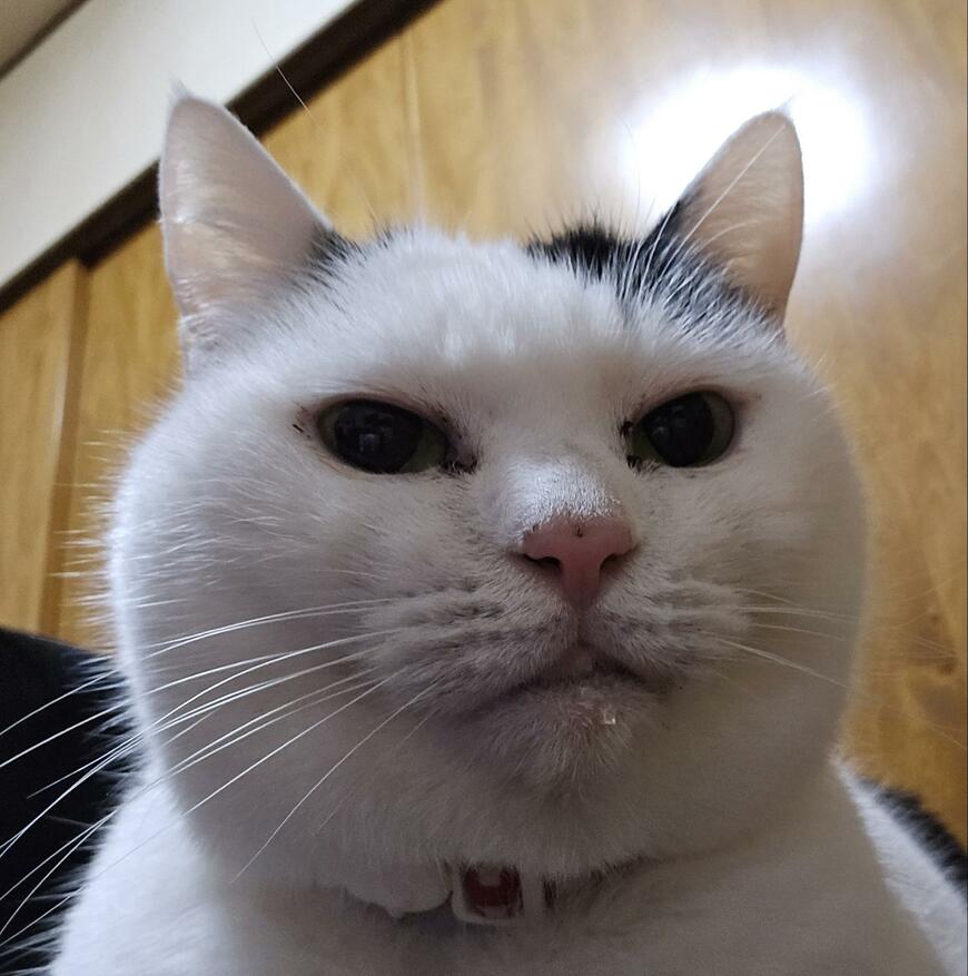 口に水滴をつけた猫