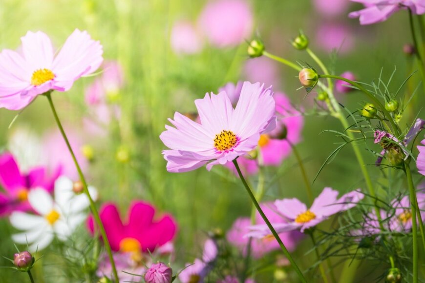 ピンクのコスモスの花