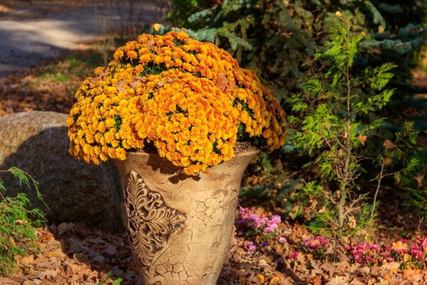 オレンジの花を咲かせている、ポットマム