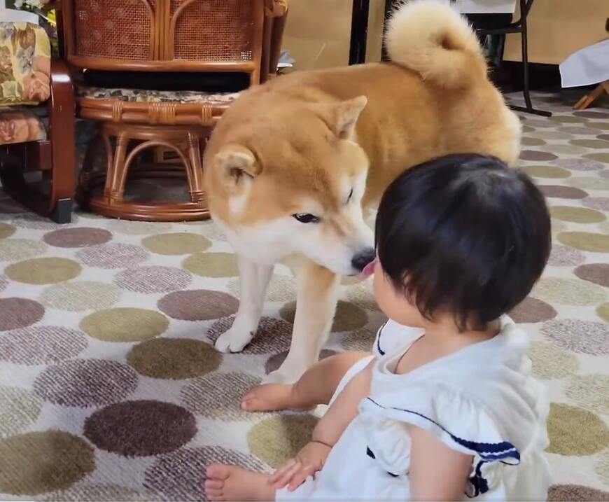 柴犬と女の子