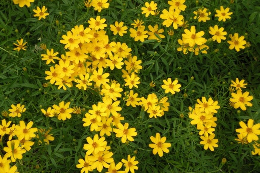 黄色い花を咲かせているコレオプシス