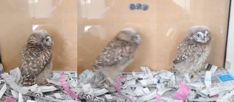 投稿動画のワンシーン