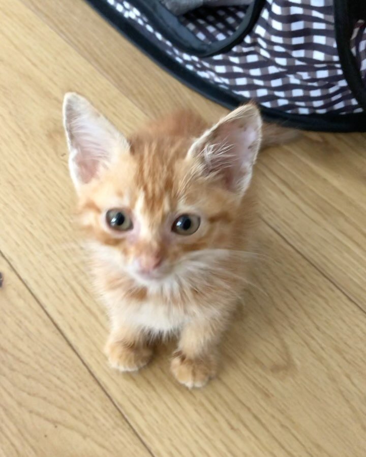 お誕生日を迎えた猫