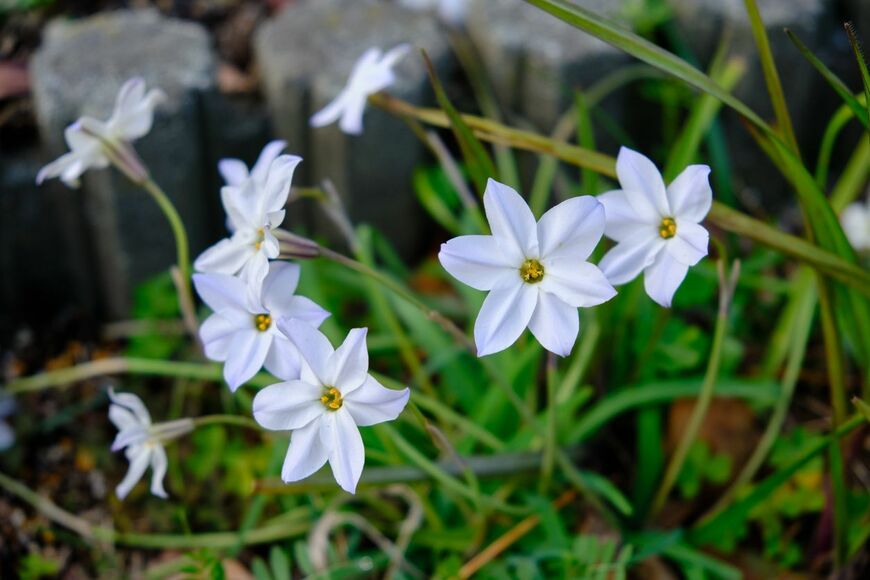 ハナニラ(イフェニオン)の花。色は白、星のような形をしている。