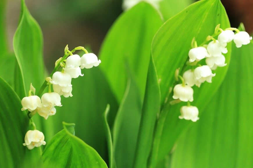 白い花を咲かせている、スズラン