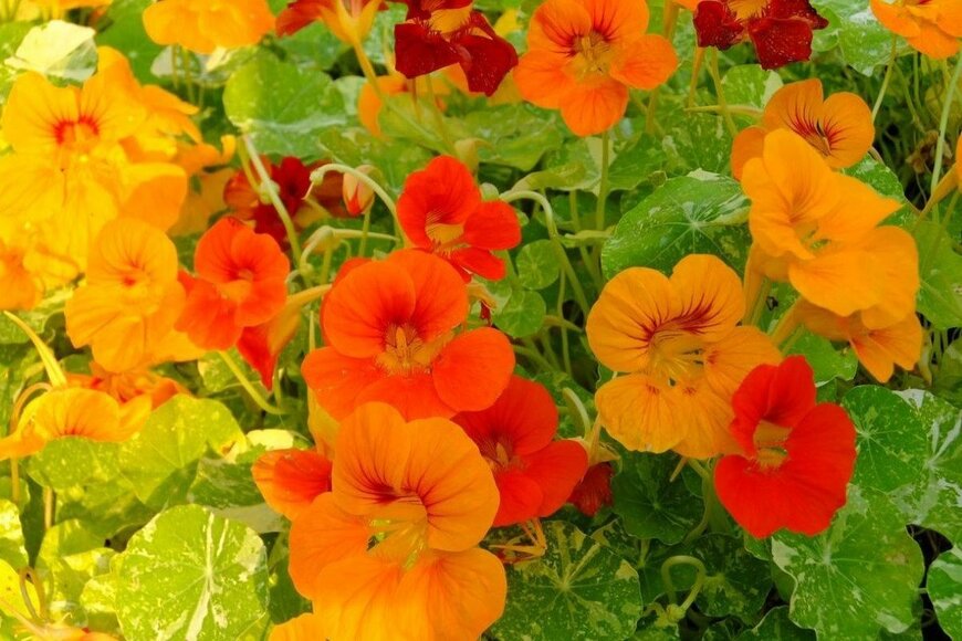 オレンジと黄色のナスタチウムの花が鮮やかに咲いている