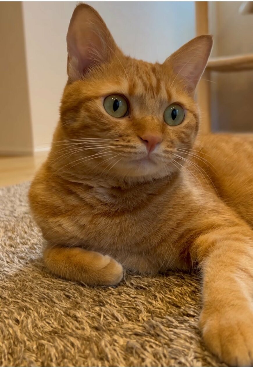 祭りの音を怖がる猫