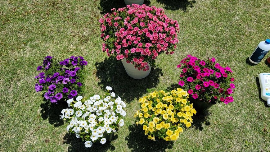 冬越しした鉢植えは、5月の時点で、これだけモリモリに咲いています