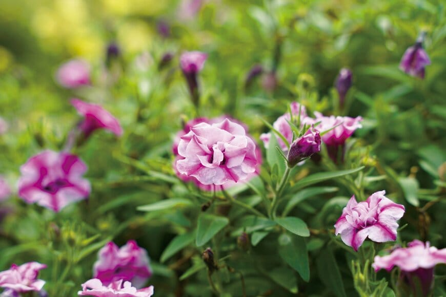 PROVEN WINNERS(R) スーパーチュニア(R)