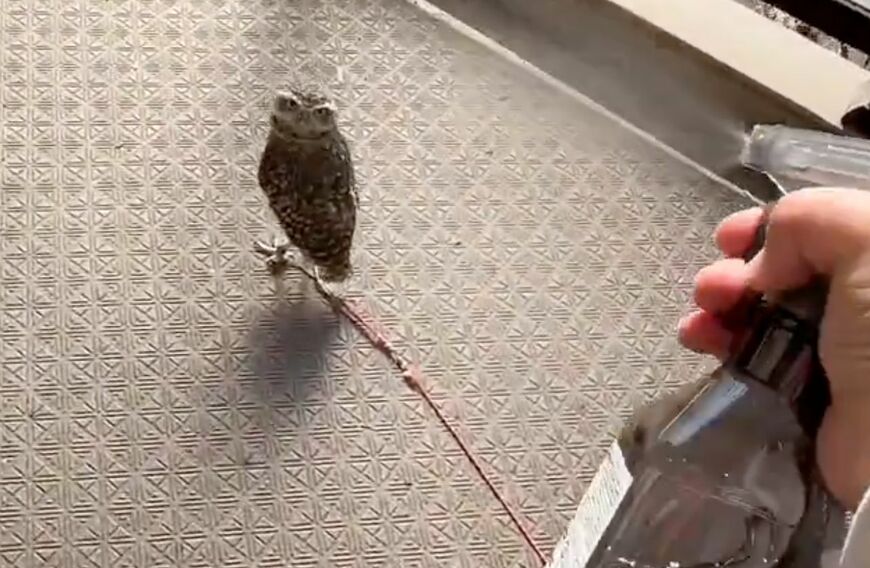 投稿動画のワンシーン