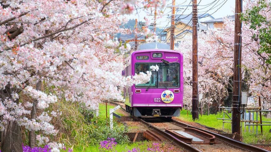 桜の花と京福電気鉄道