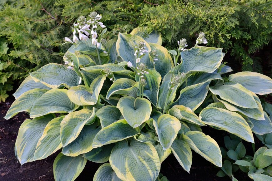 白い花を咲かせている、ギボウシ。白みがかった葉の縁はクリーム色