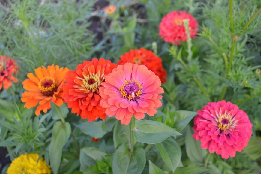 ピンク、オレンジ、黄色など、カラフルな花を咲かせている、ジニア