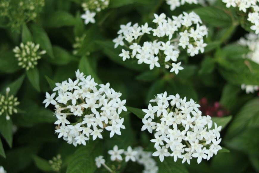白い花を咲かせている、ペンタス