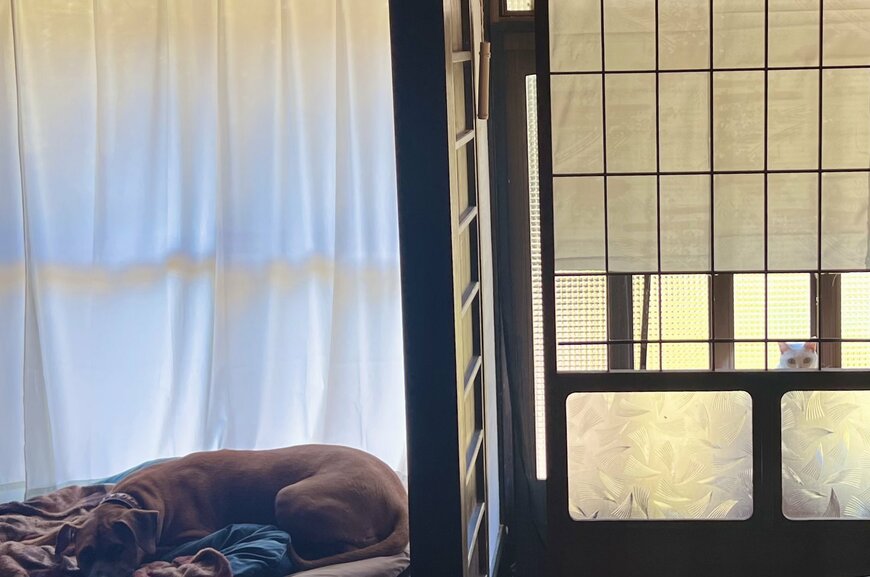 熟睡する犬と覗く猫