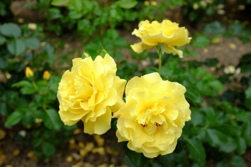 レモンイエローのフリージアの花