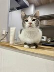 さ*ー様 コヤンイサムチョン♥️皆マフラーはしましたか❓キャー虎猫の尻尾をつけて しっぽマフラー」？！お手手にちょこんとしっぽを巻きつける姿に1.4万