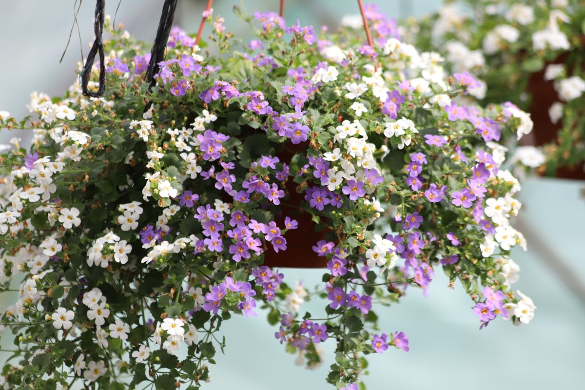 写真 | 春の玄関が垢抜ける。鉢植えでお迎えしたい「多年草＆一年草