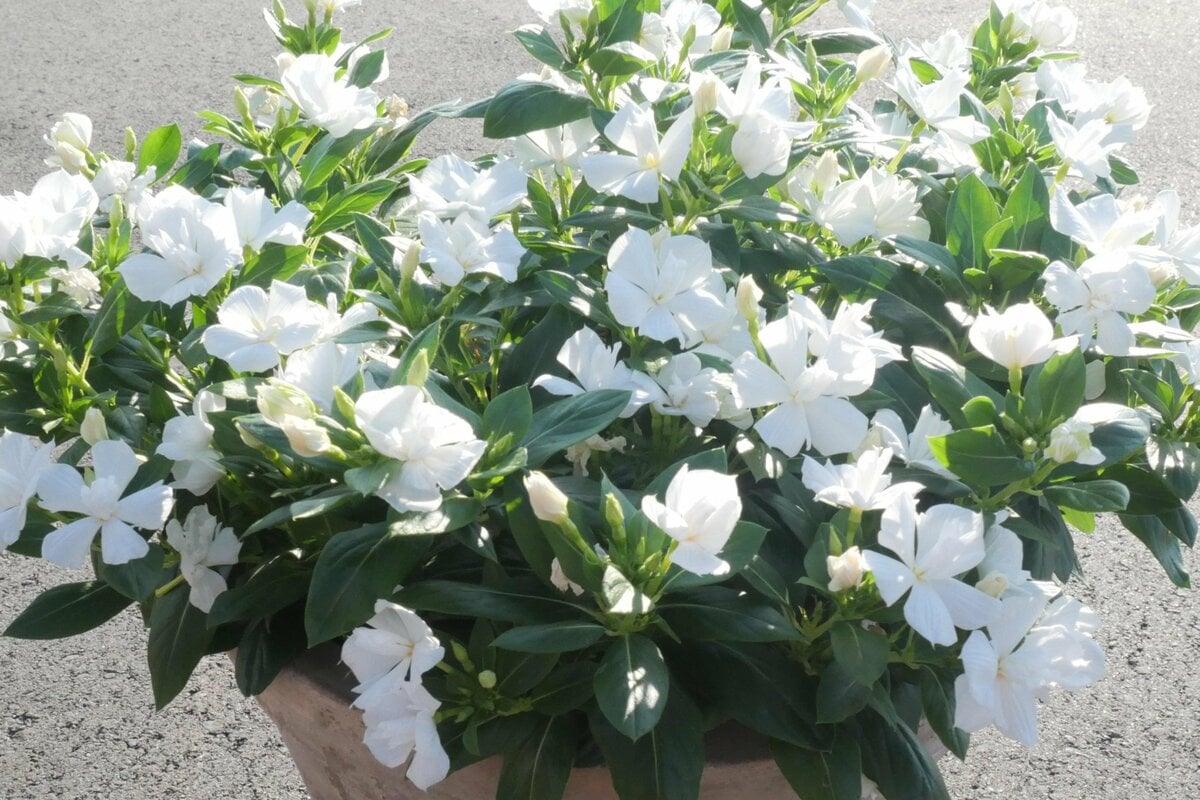 白い花さま専用 初夏から秋まで花いっぱい！猛暑に強くて育てやすい「白い花」3つで