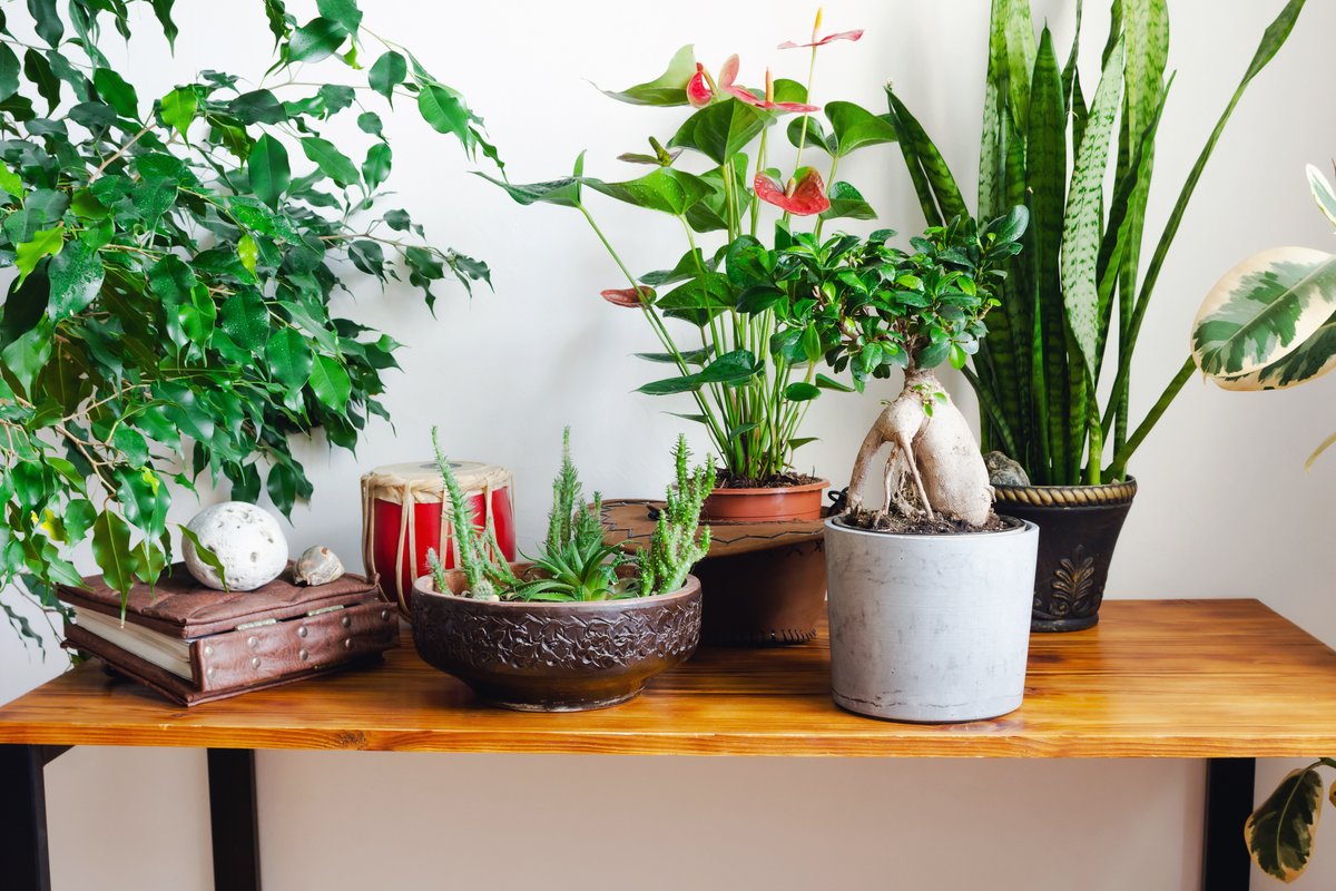 観葉植物の寄せ植え】初心者でも育てやすい！オススメの組み合わせ例を