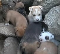 岩窟で寄り添って暮らしていた犬の家族　「成犬2匹と子犬7匹」の救出劇にウルッとしてしまう…