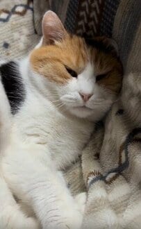 お父様のことが大好きな保護猫　相思相愛すぎる光景に悶絶する人が続出