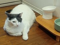 扉を閉めたい飼い主さんと絶対に退かない猫ちゃん。通せんぼをする背中が可愛い