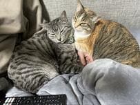 ずっとくっついている猫2匹　飼い主さんが困ったワケに納得