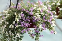 春の玄関が垢抜ける。鉢植えでお迎えしたい「多年草＆一年草」おすすめ5選