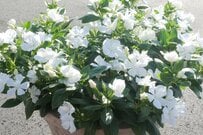初夏から秋まで花いっぱい！猛暑に強くて育てやすい「白い花」3つでつくる、涼しげ「ホワイトガーデン」