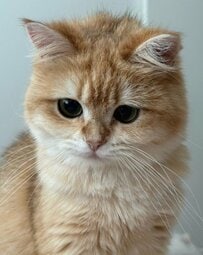 【思わず触りたくなる】視界を埋め尽くすモフモフ感 猫が突き出した前足がたまらない