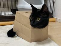 紙袋を被って “香箱座り”をする猫ちゃんに思わずクスッ！ユニークな見た目に癒される人続出