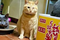 一体なんの列…？元保護猫さんたちの光景がSNSで注目浴びる