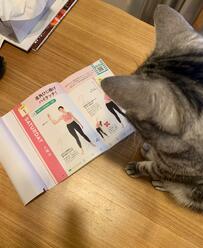 本を熟読してハイタッチの勉強をする猫さん　勉強の成果に思わずホッコリ