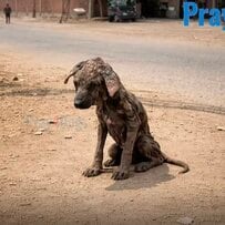 【保護犬】重度の皮膚病と痩せた体で生きていた老犬。保護されて希望を取り戻すまで
