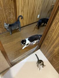 飼い主が歯を磨きに行くと…4匹の猫がとった驚きの行動に1万5000いいね