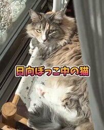 猫の日向ぼっこ、隠し撮りすると→声が出るほど笑ってしまう変化に注目！